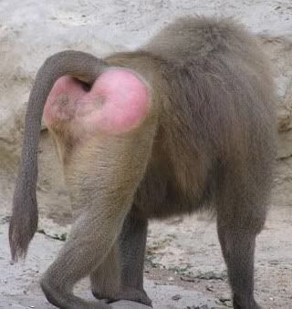 Girls With Hairy Asses