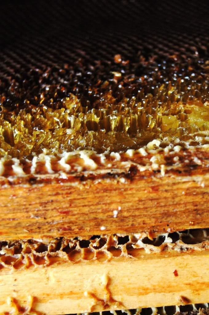 beehive,honeycomb