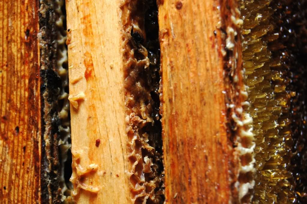 beehive,honeycomb