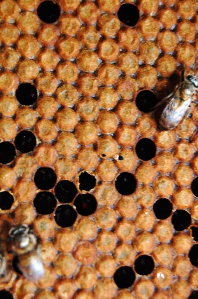 bees,beehive,honeycomb