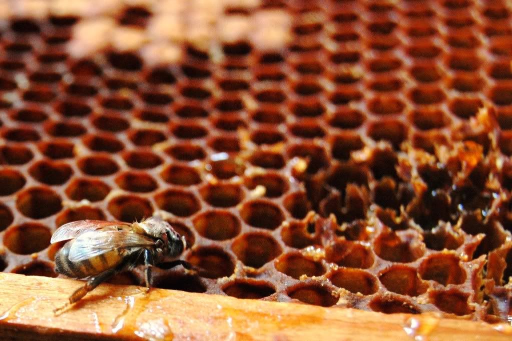 bee,beehive,honeycomb