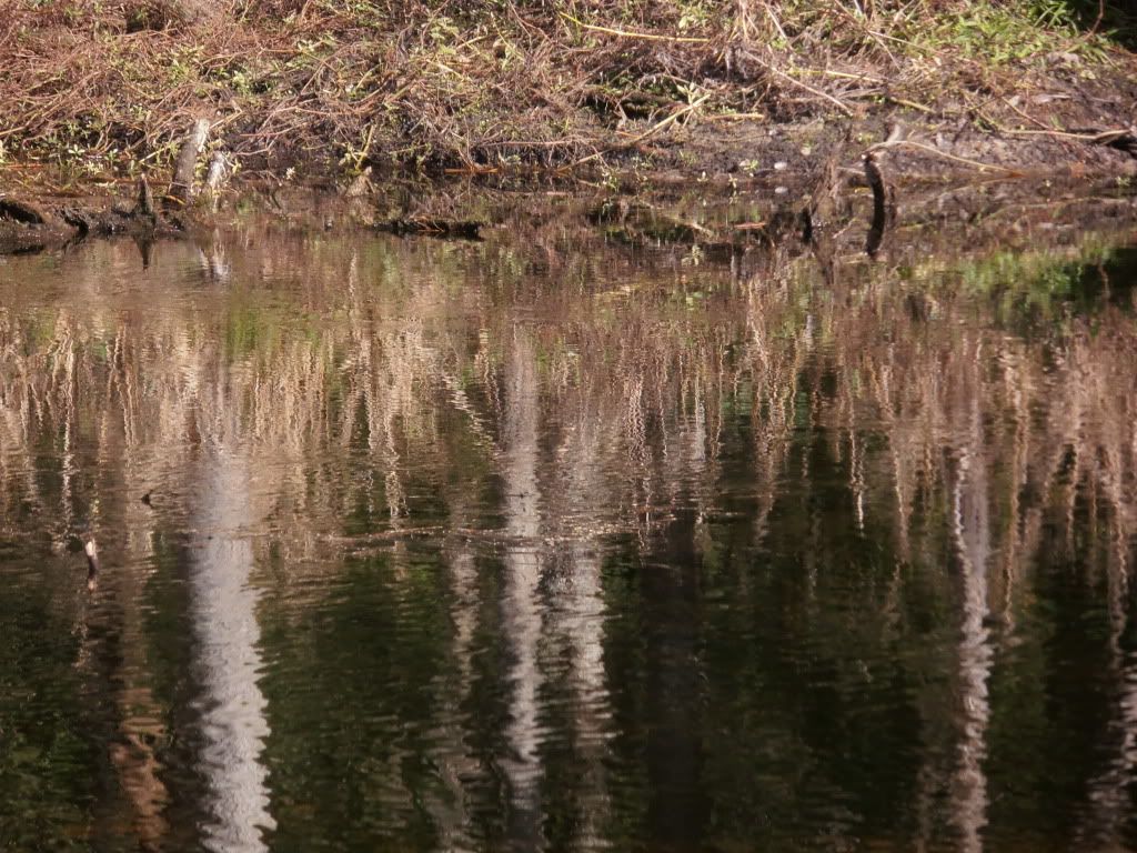 IMAGE: http://i1231.photobucket.com/albums/ee501/elizarainphotography/PC230003.jpg