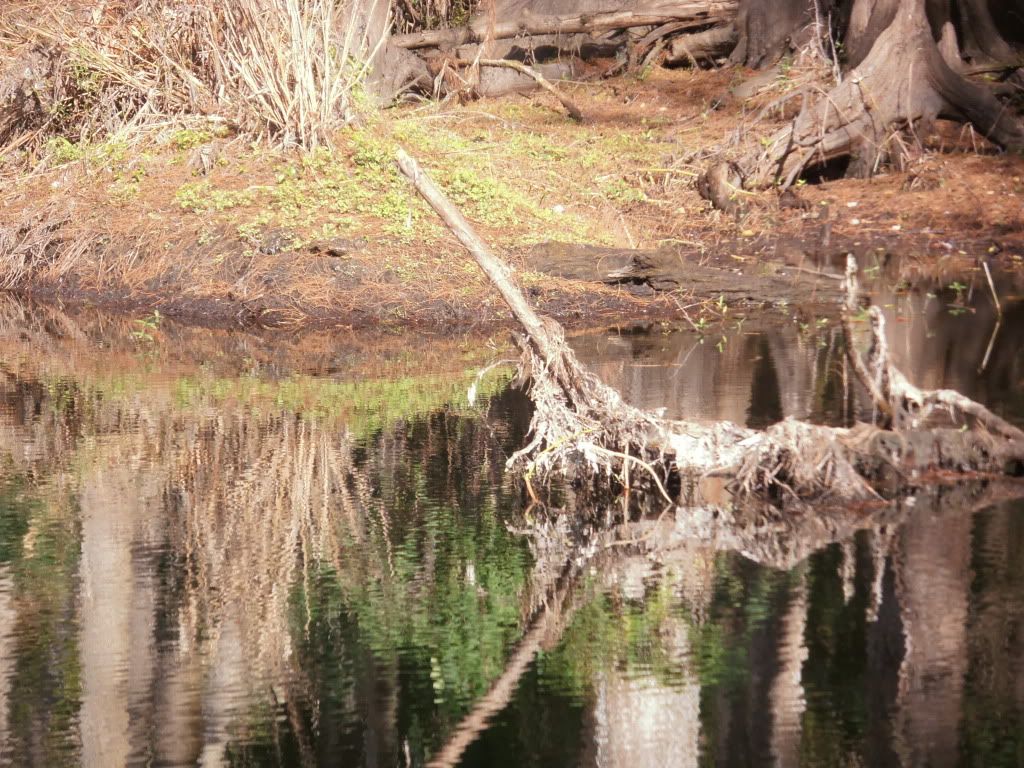 IMAGE: http://i1231.photobucket.com/albums/ee501/elizarainphotography/PC230008.jpg