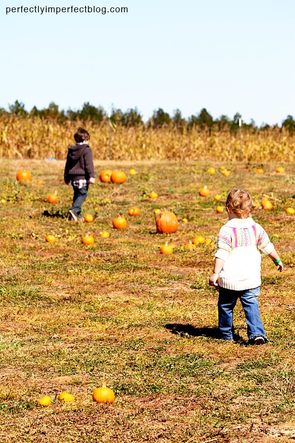 pumpkin patch randomnicity