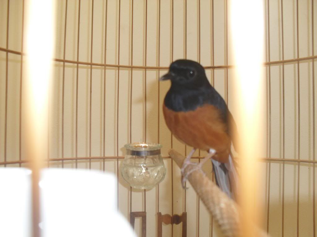 Bình Tân, cần bán 1 em chòe lửa con nuôi lên, 2 mùa, dạn người, đá tay, giá rẻ