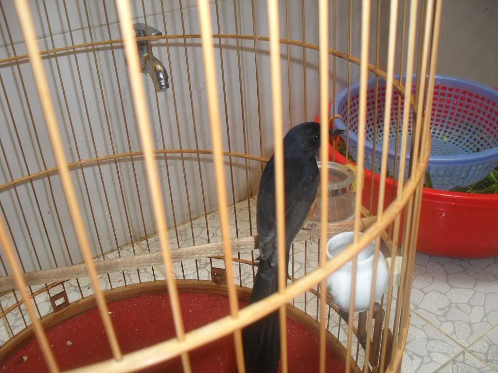 Bình Tân, cần bán 1 em chòe lửa con nuôi lên, 2 mùa, dạn người, đá tay, giá rẻ - 2