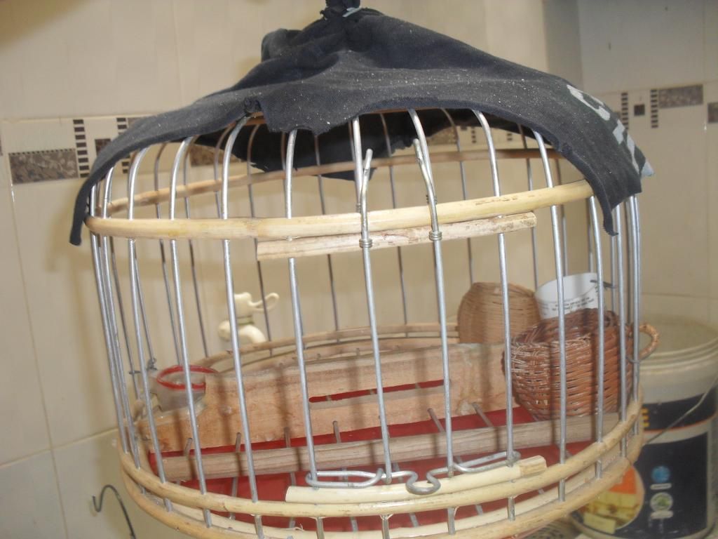 Bình Tân, cần bán vài em cu gáy và vài cái lồng cu, lồng bẫy cu, lồng thổ dân tộc