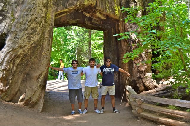 Lo que yo llamo 17 días en California y Nevada  - Blogs de USA - Dia 7. Yosemite (7)