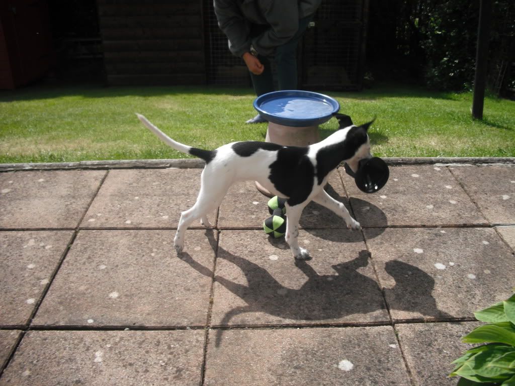 pip003.jpg