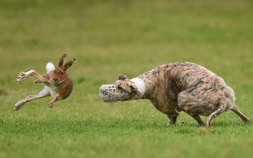 potd-hare_3151406k_zpsdd4d3e9e.jpg