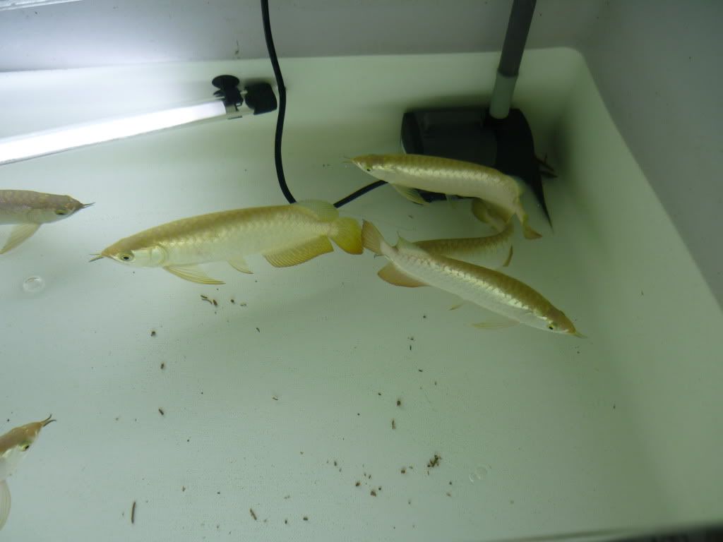 white tank treatment arowana