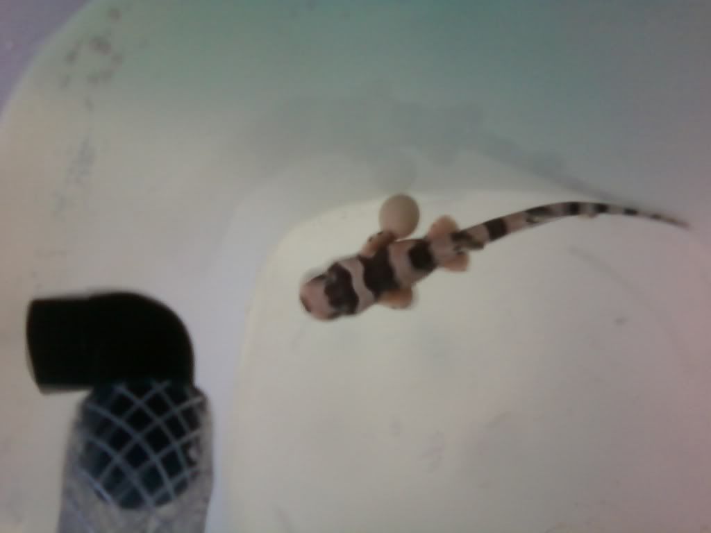 Banded Cat Shark Egg Hatching Premature cat shark please