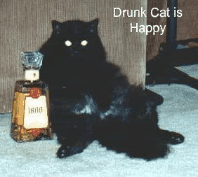 drunk-cat.gif