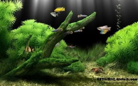 DreamAquarium1234Full.jpg