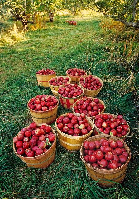 Fall Inspiration | Fall Photography | Apple Orchard | Perfectly Imperfect