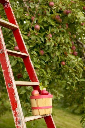 Fall Inspiration | Fall Photography | Apple Orchard | Perfectly Imperfect