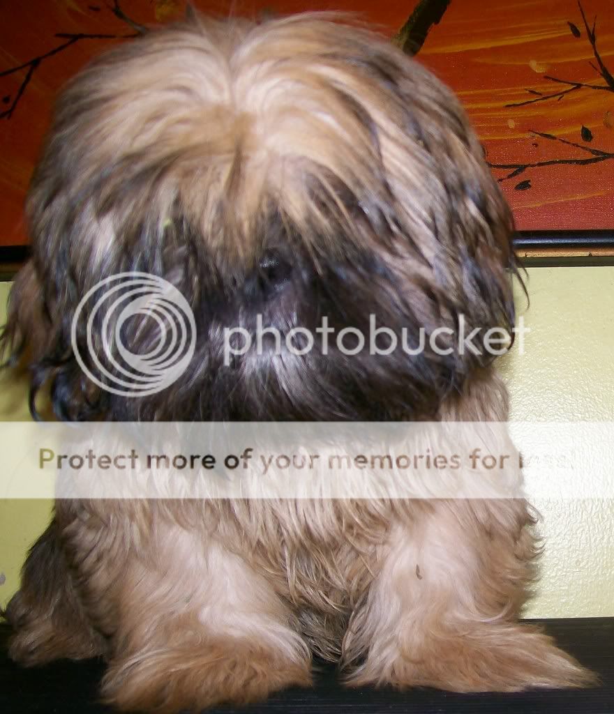 http://i1231.photobucket.com/albums/ee503/logle74/puppy/SammyJr9-9-10.jpg