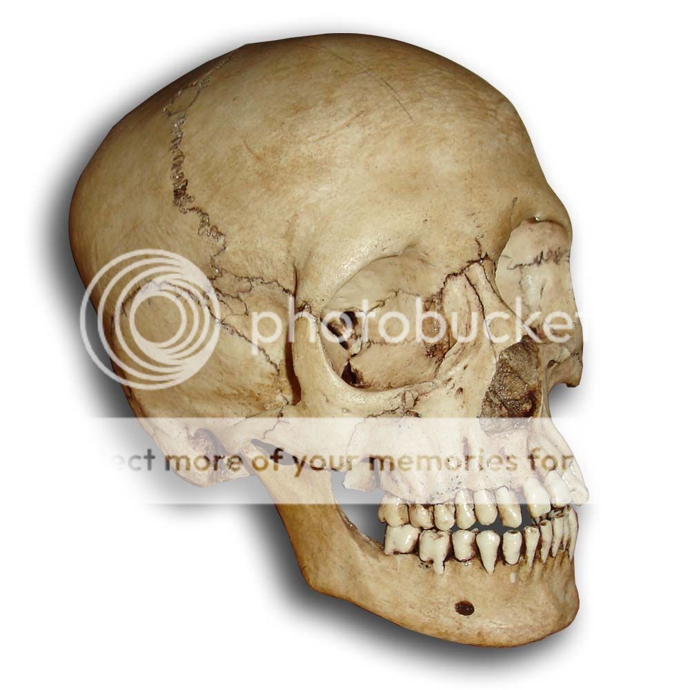 Museum Replica Human Skull   Real Details, Adolescent  