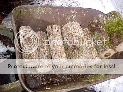 Oregon White Oak Logs For Growing Mushrooms Shittake Oyster Maitake 