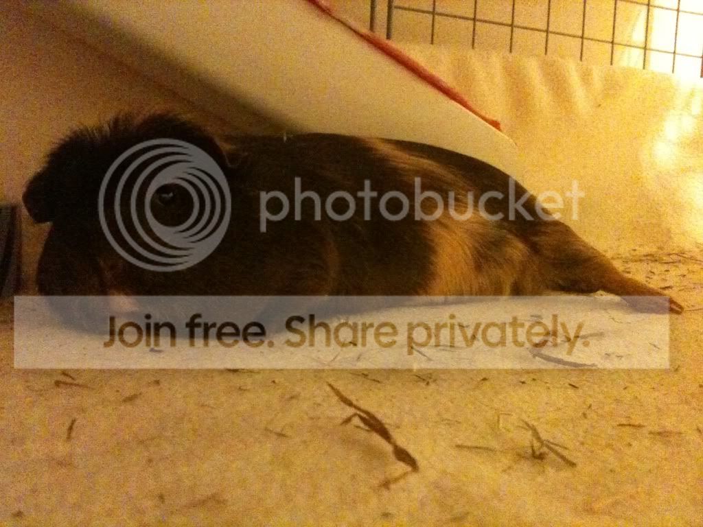 threelittlepiggies073.jpg