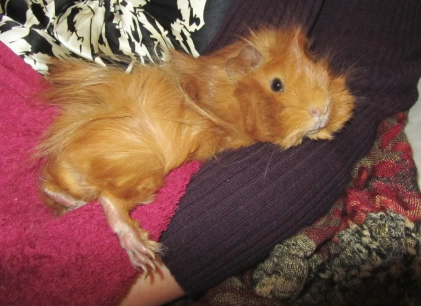Christmas2010082.jpg